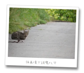 コメントの返事遅れ気味です