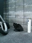 会社近所の猫