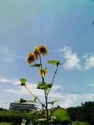 ひまわり