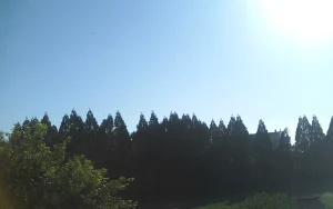 林と空