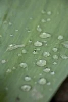 熊本は雨です