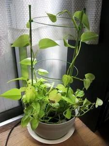 ポトス植え替えたよ