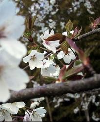 吉無田高原の桜